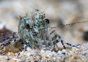 Saren shrimp
— Subal underwater housing, Canon 5Dmk2, Ca... by Terry Steeley 
